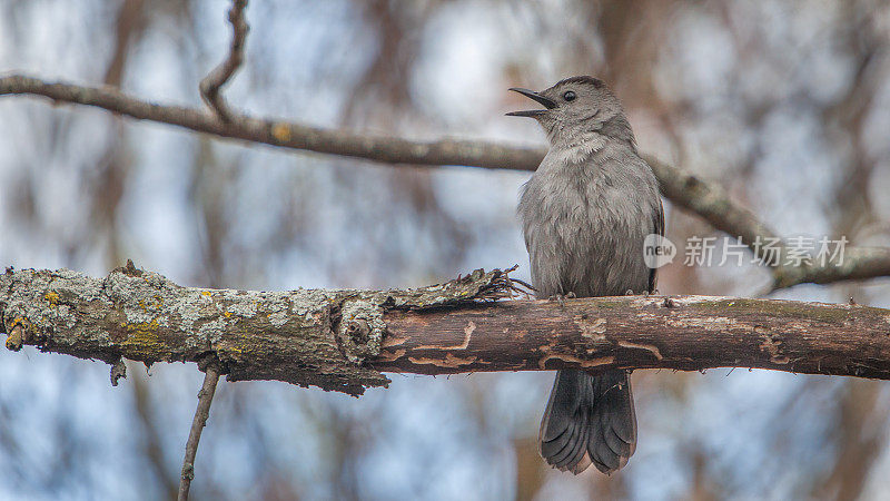 猫嘲笑者(Dumetella carolinensis)。